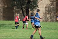 Endeavour Gala Day – U14s – Endeavour v Illawarra